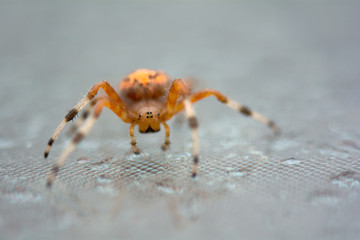 Marbled orb weaver spider face and front view