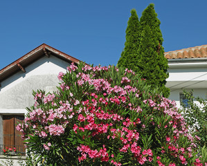 Fototapeta premium Laurier rose