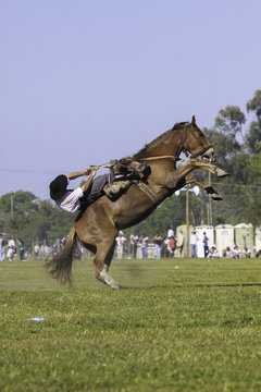 Doma de caballos