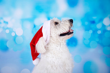 Weißer Hund mit Nikolausmütze blickt nach oben