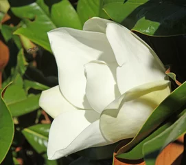 Photo sur Aluminium Magnolia Fleur de Magnolia grandiflora