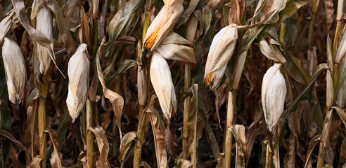 Dried Corn on the stalks