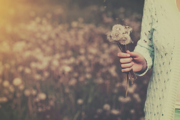 Woman with bunch of dandelion flowers in hand