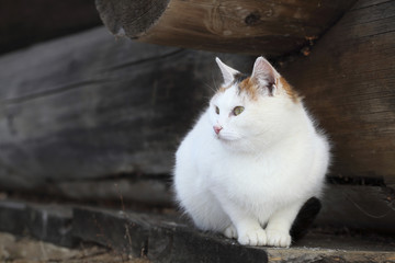 cat lying on old wooden board