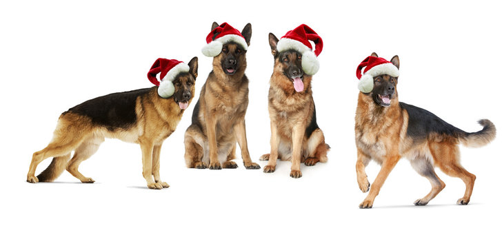 Santa's German shepherd dogs