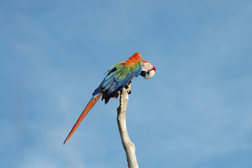 Colorful Macaw - Venezuela