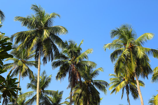 coconut palms against blue sky