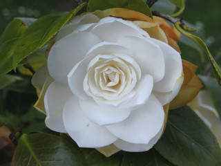 White flower of Camellia in spring