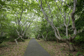 焼尻島＿オンコの自然林