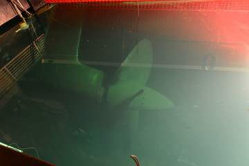 The last remaining Screw attached to the Queen Mary in an enclosed tank.