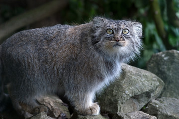 Pallas Cat (Felis Manul)/Pallas Cat on rocky surface in front of thick foliage