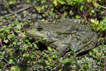 Marsh Frog (Pelophylax Ridibundus)/Marsh Frog submerged in water and foliage