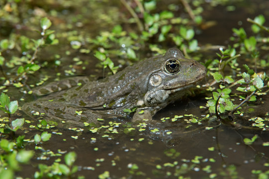 Marsh Frog (Pelophylax Ridibundus)/Marsh Frog submerged in water and foliage