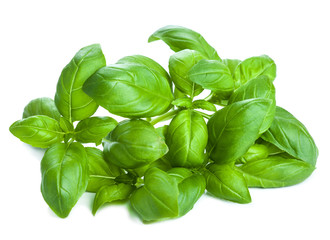 fresh basil leaves herb isolated