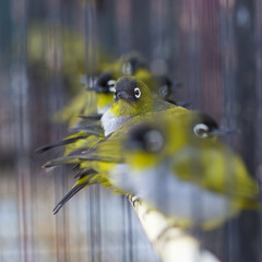 Birds at the Pasar Ngasem Market in Yogyakarta, Central Java, In
