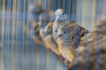 Birds at the Pasar Ngasem Market in Yogyakarta, Central Java, In