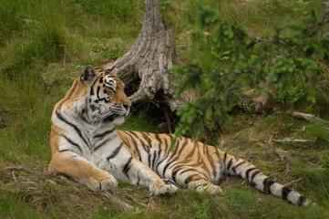 Fototapeta premium Tiger