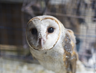An owl is in the cage.
