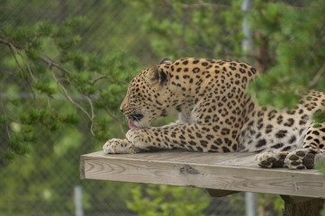 Jaguar