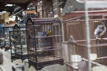 Birds and parrots at the Pasar Ngasem Market in Yogyakarta, Cent