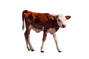 Young calf isolated on white.