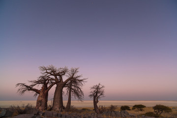 Fototapeta na wymiar Baobabs before sunrise