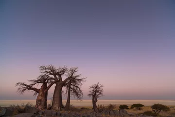 Foto op Canvas Baobabs before sunrise © hannesthirion