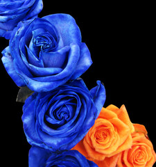 Blue and orange roses