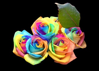 Obraz na płótnie Canvas Rainbow roses