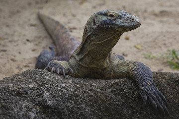 Komodo Dragon, the largest lizard in the world