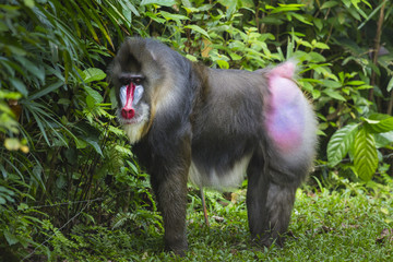 Portrait of the adult male mandrill