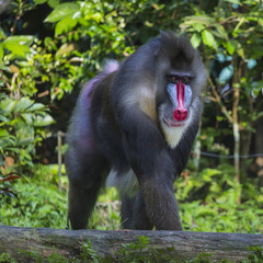 Portrait of the adult male mandrill