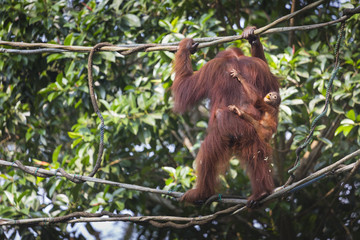 Orangutan in the jungle of Borneo Indonesia.