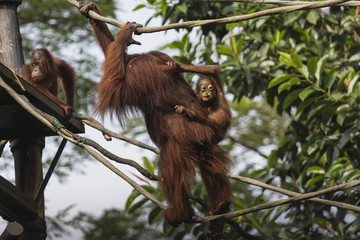 Fototapeta premium Orangutan in the jungle of Borneo Indonesia.
