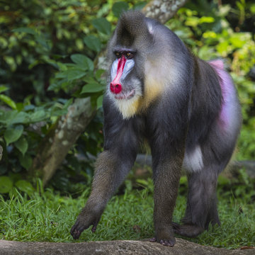 Portrait of the adult male mandrill