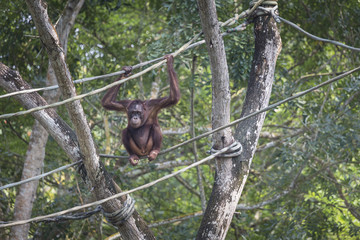 Orangutan in the jungle of Borneo Indonesia.