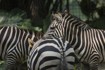 Fototapeta na wymiar Closeup portrait of a scarred Burchell's Zebra (Equus Quagga Bur