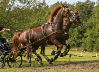 Twee bruine paarden in galop.