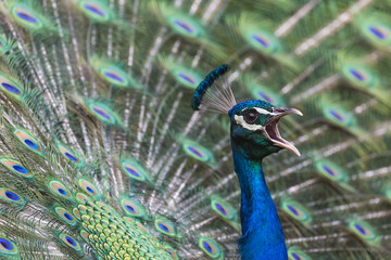 Obraz premium Portrait of beautiful peacock with feathers out