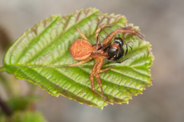 Ground crab spider, Xysticus feeding on caught ant
