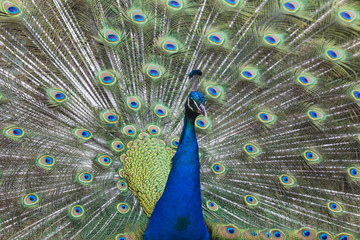 Obraz premium Portrait of beautiful peacock with feathers out