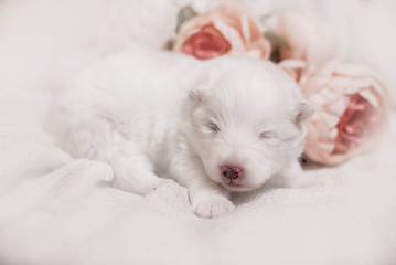 Adorable sleeping white puppy