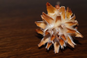 Fototapeta premium Ornamental flowers from thistle 