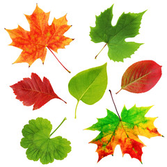 The leaves of plants isolated on the white.