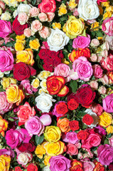 Beautiful colorful rose flower composition 
