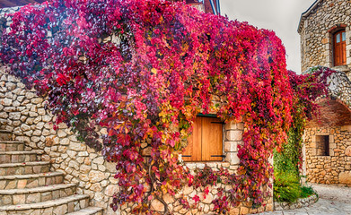 Virginia creeper on stone walls