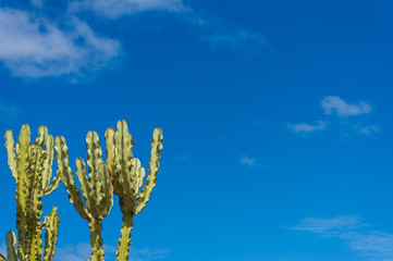 Euphorbia cactus with blue sky and copy space