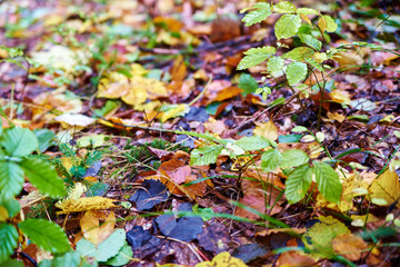 Colorful autumn leaves background