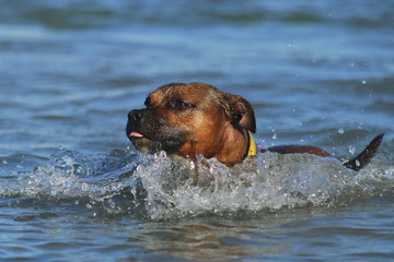 staffordshire bull terrier swimming