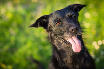 Cute dog outdoors against green lawn, looking cute 